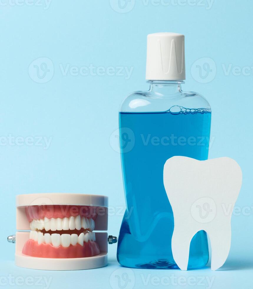 Human jaw model, mouthwash on blue background, oral hygiene photo