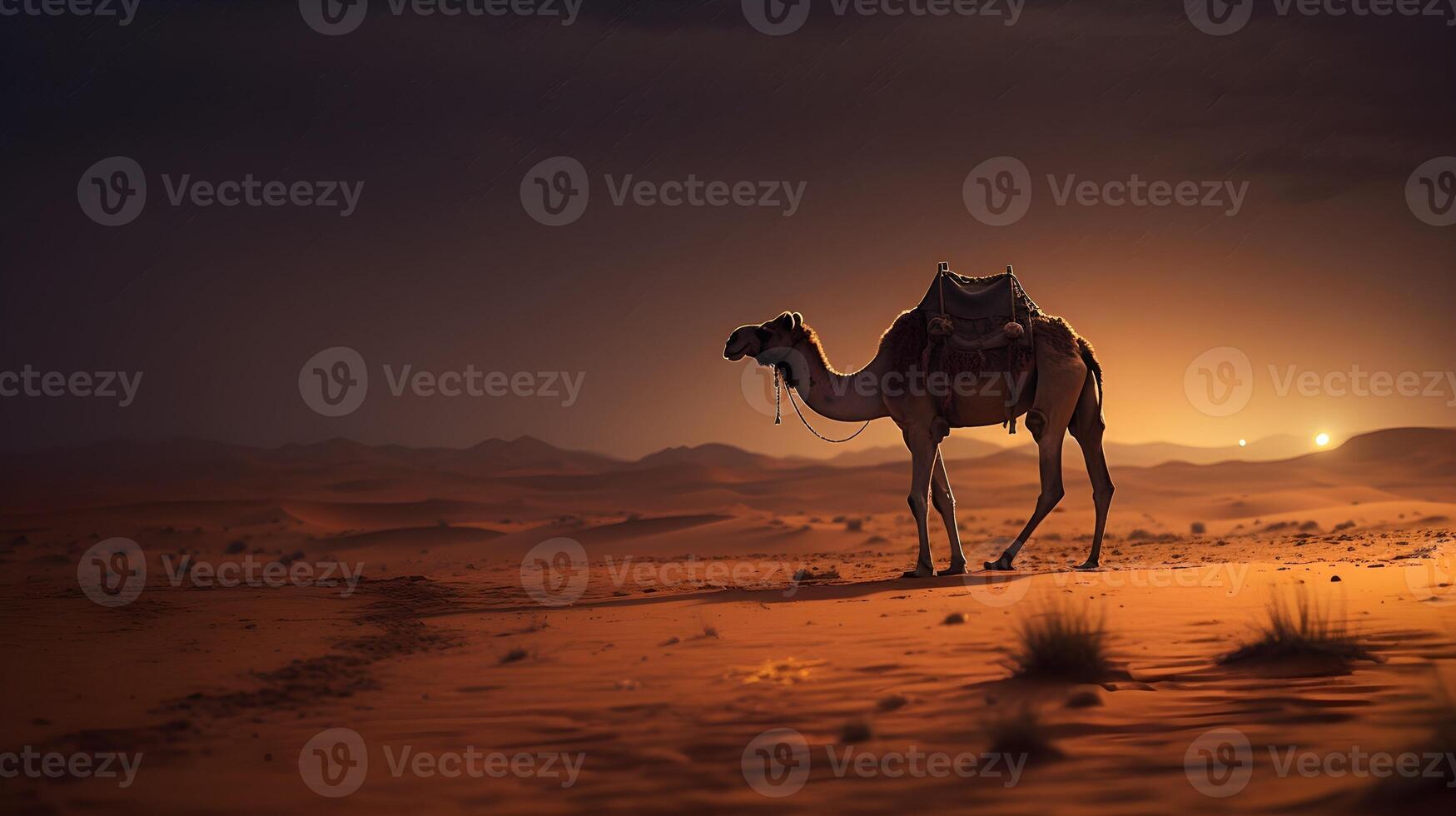 A camel walks in the sand desert photo
