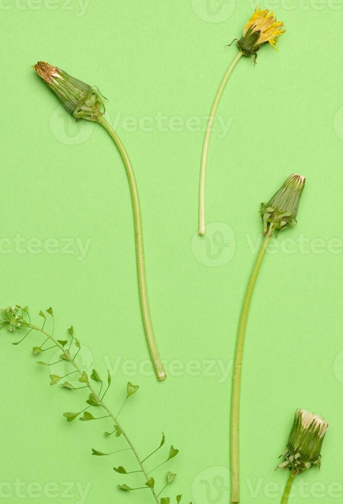 Wilted dandelion with stem on a green background, top view. photo