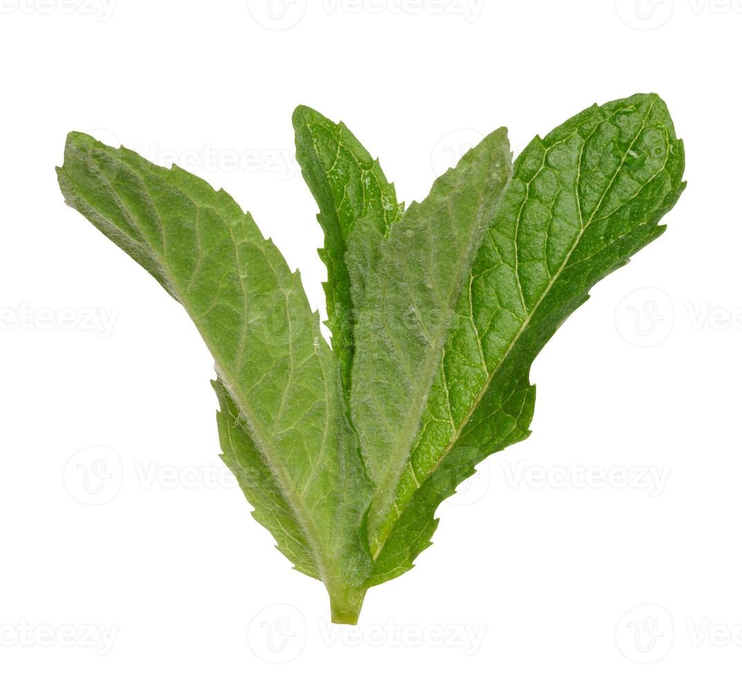 Green mint leaf on white isolated background photo