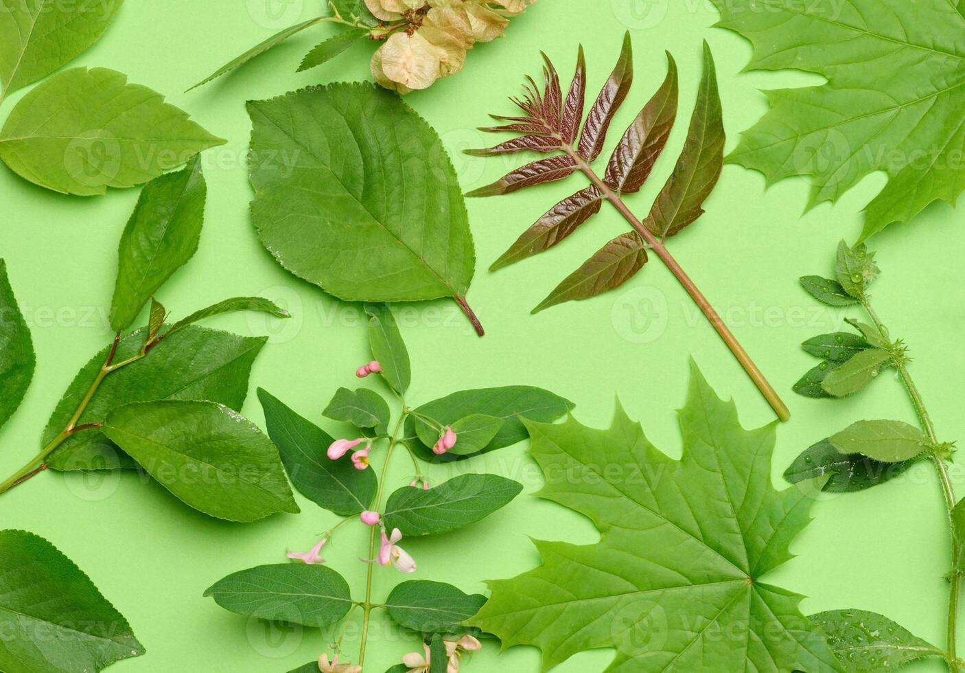Twigs with green leaves on a green background photo