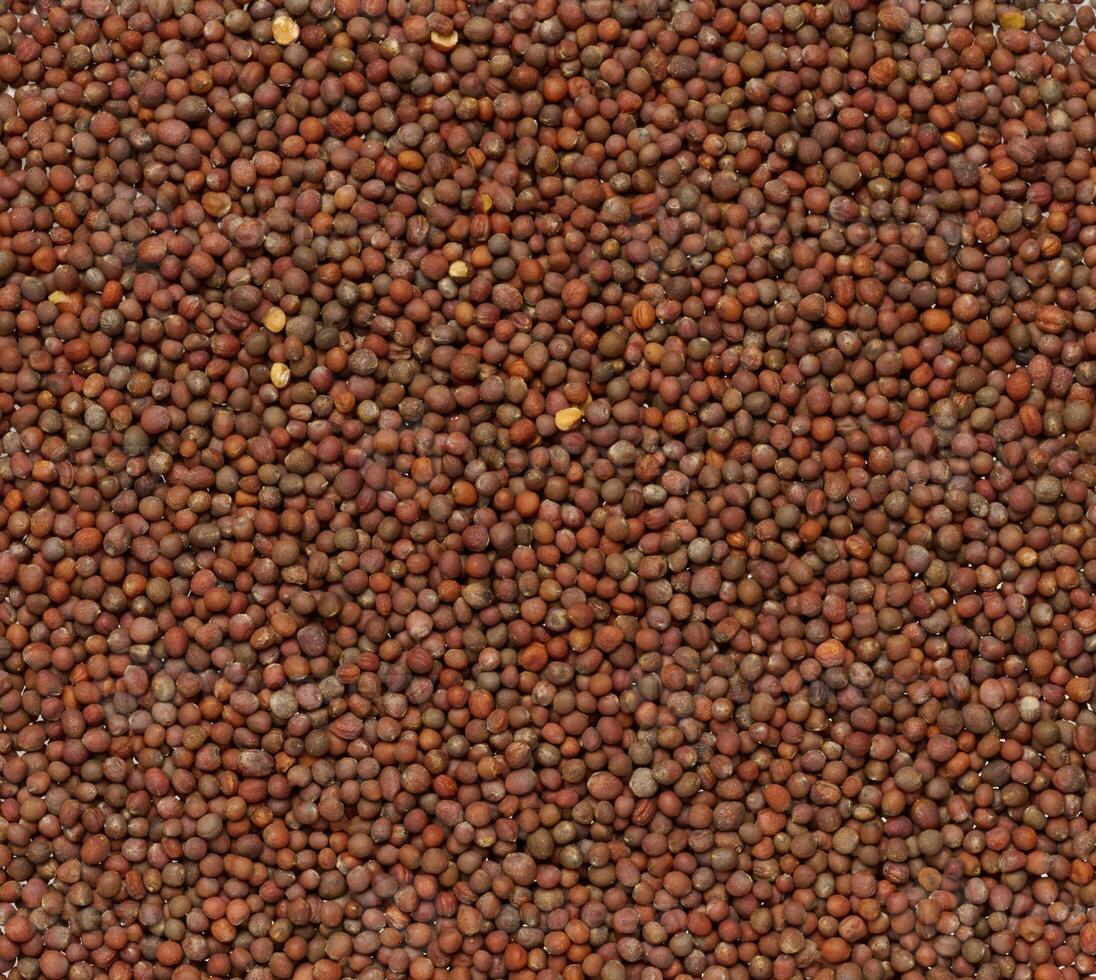 redondo brócoli semillas foto