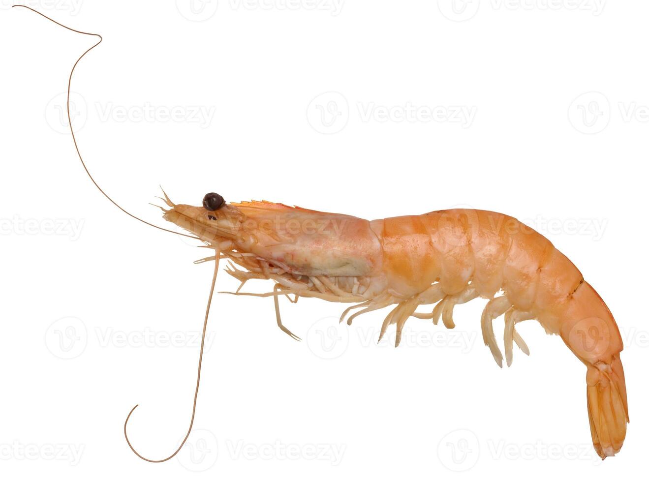 Large boiled shrimp on isolated background photo