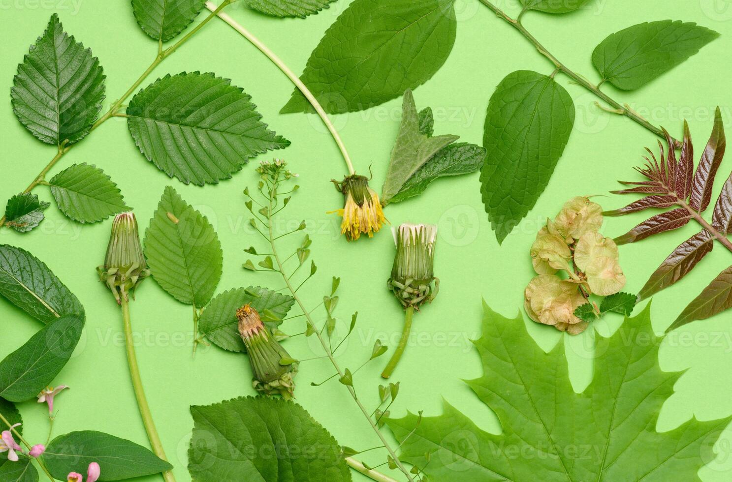 marchito diente de león y varios hojas y flores en un verde fondo, parte superior vista. foto