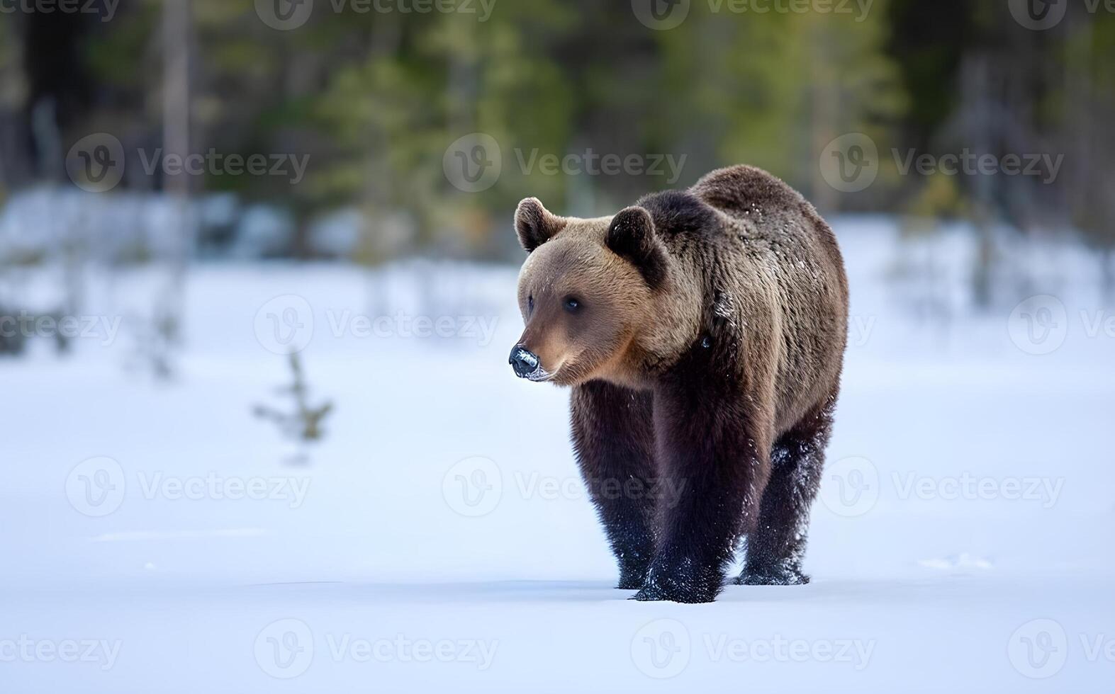 Picture of a big brown bear photo