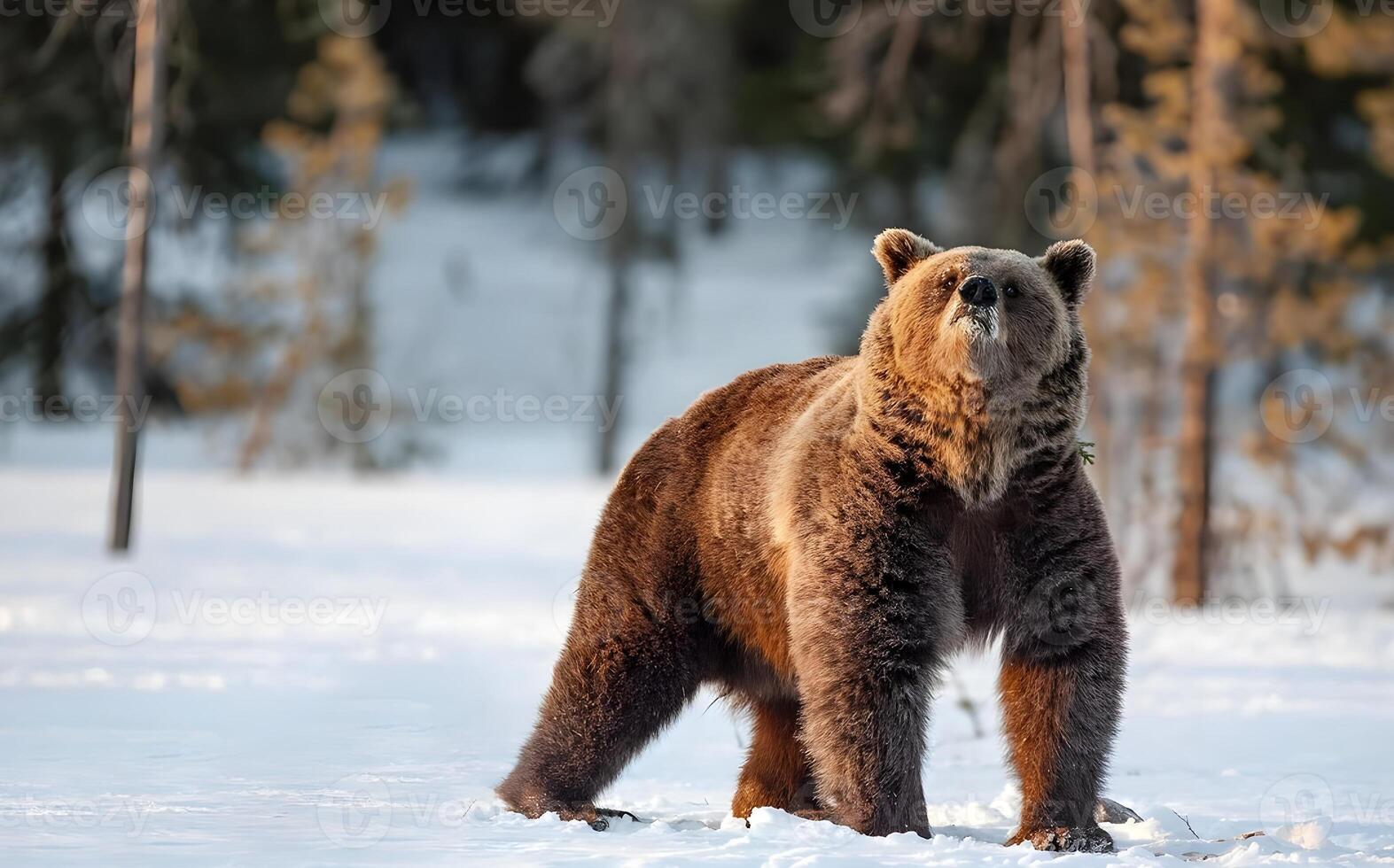 Picture of a big brown bear photo