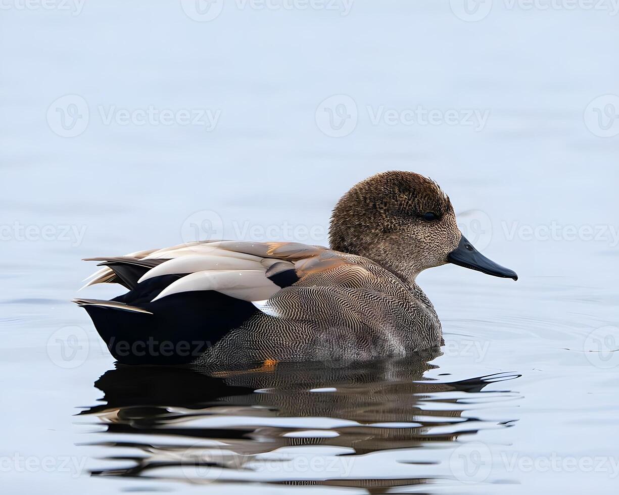 a duck swimming in the water with its head down photo