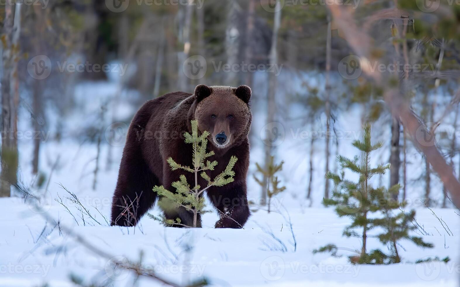 Picture of a big brown bear photo