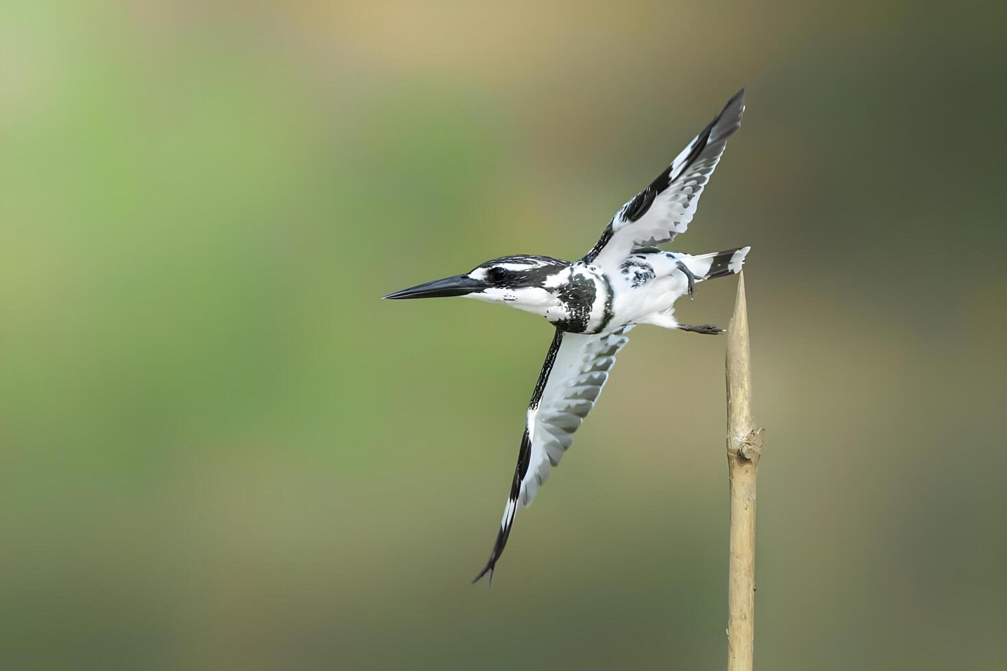 pequeño golondrina de mar padre alimentación sus juvenil a lo largo el rompeolas en S t Juan isla Singapur. foto