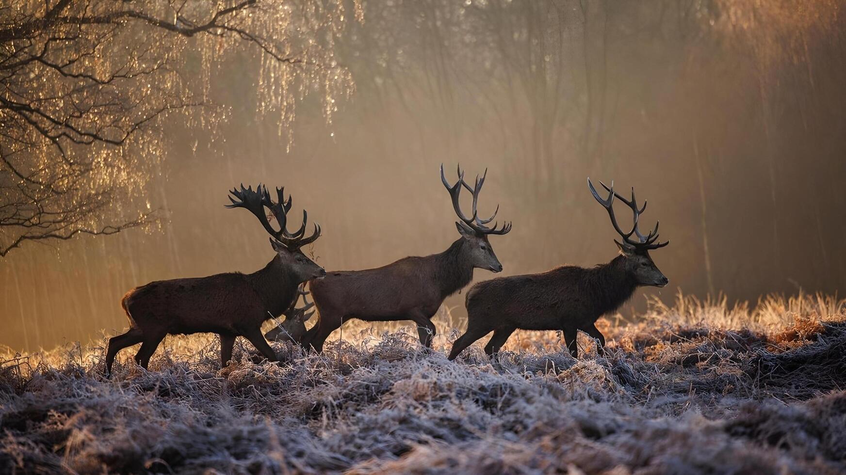 a deer stands in the woods with large antlers photo