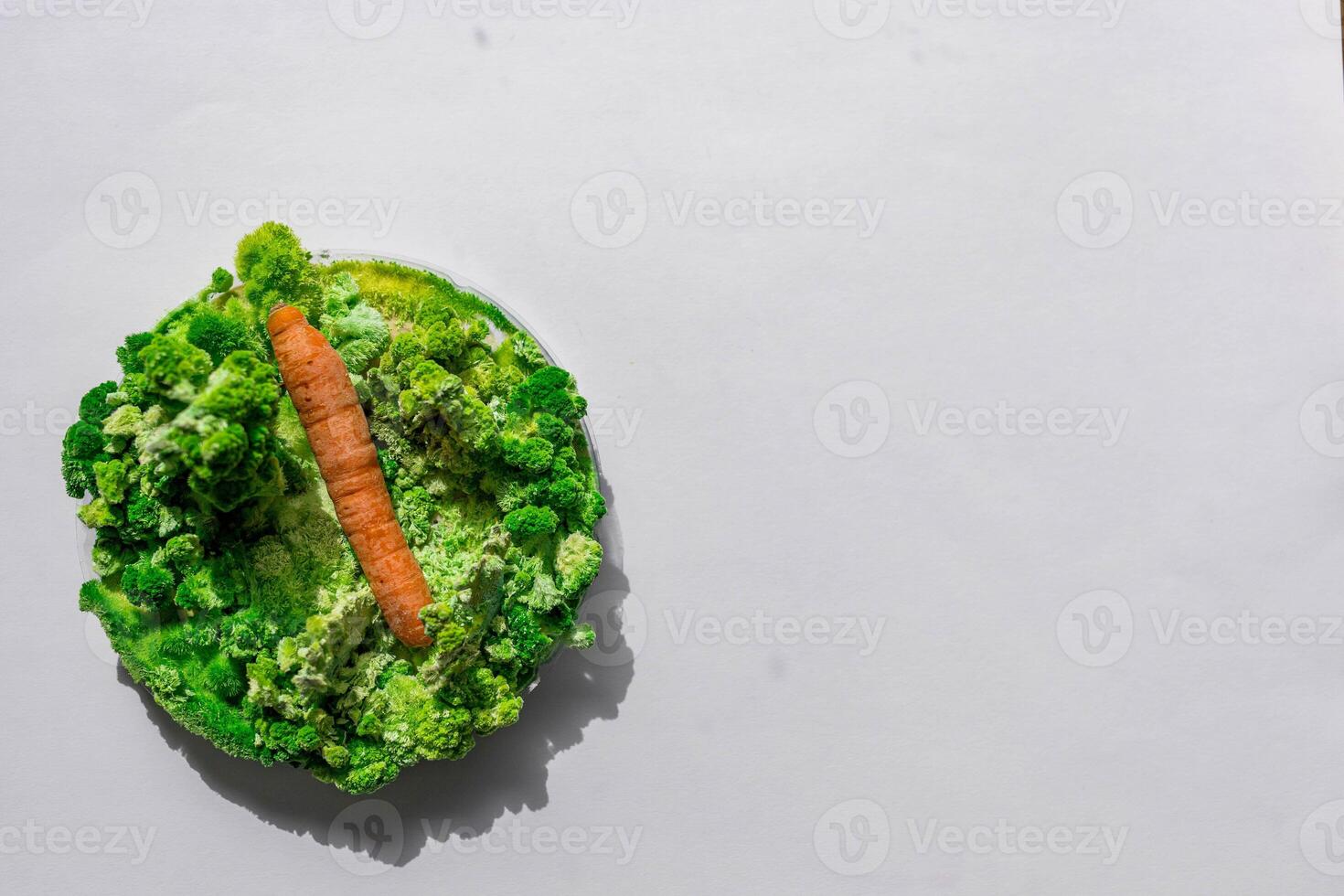 Orange carrots with mold and moss. photo