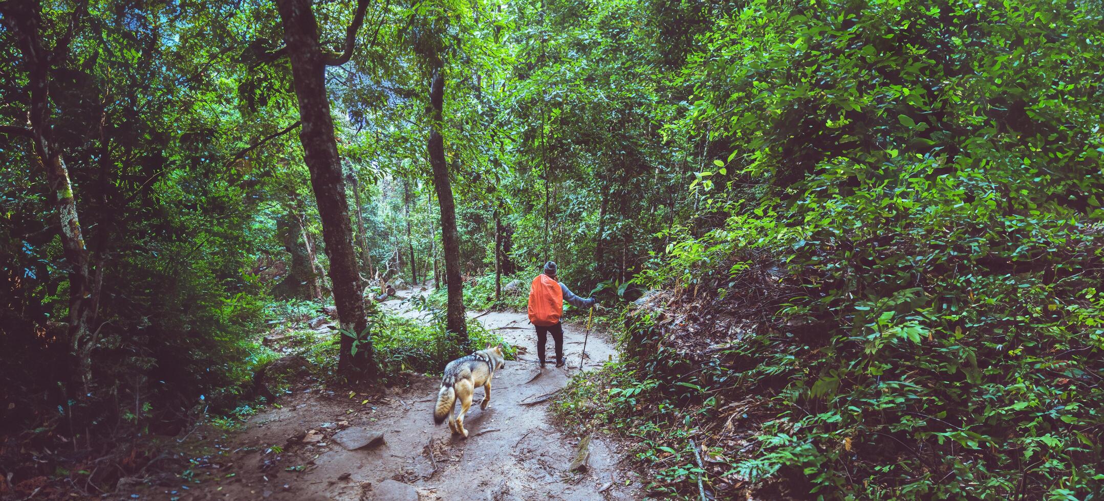 asiático mujer viaje naturaleza. viaje relajarse. mochila caminar en el bosque. Tailandia foto