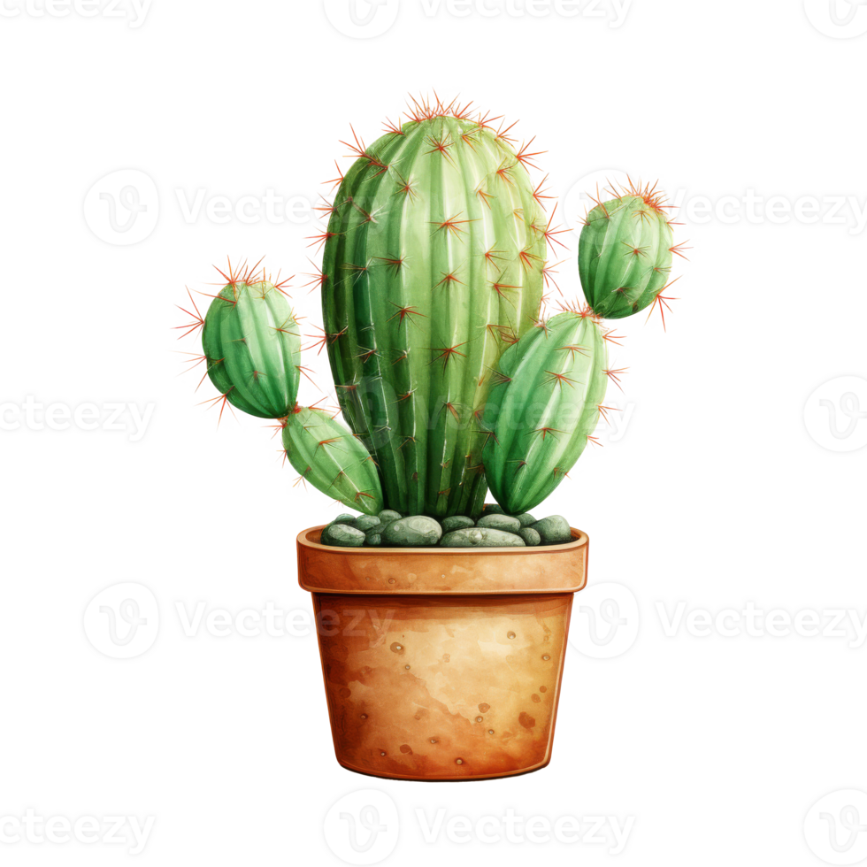 Cacti for Home and Garden png