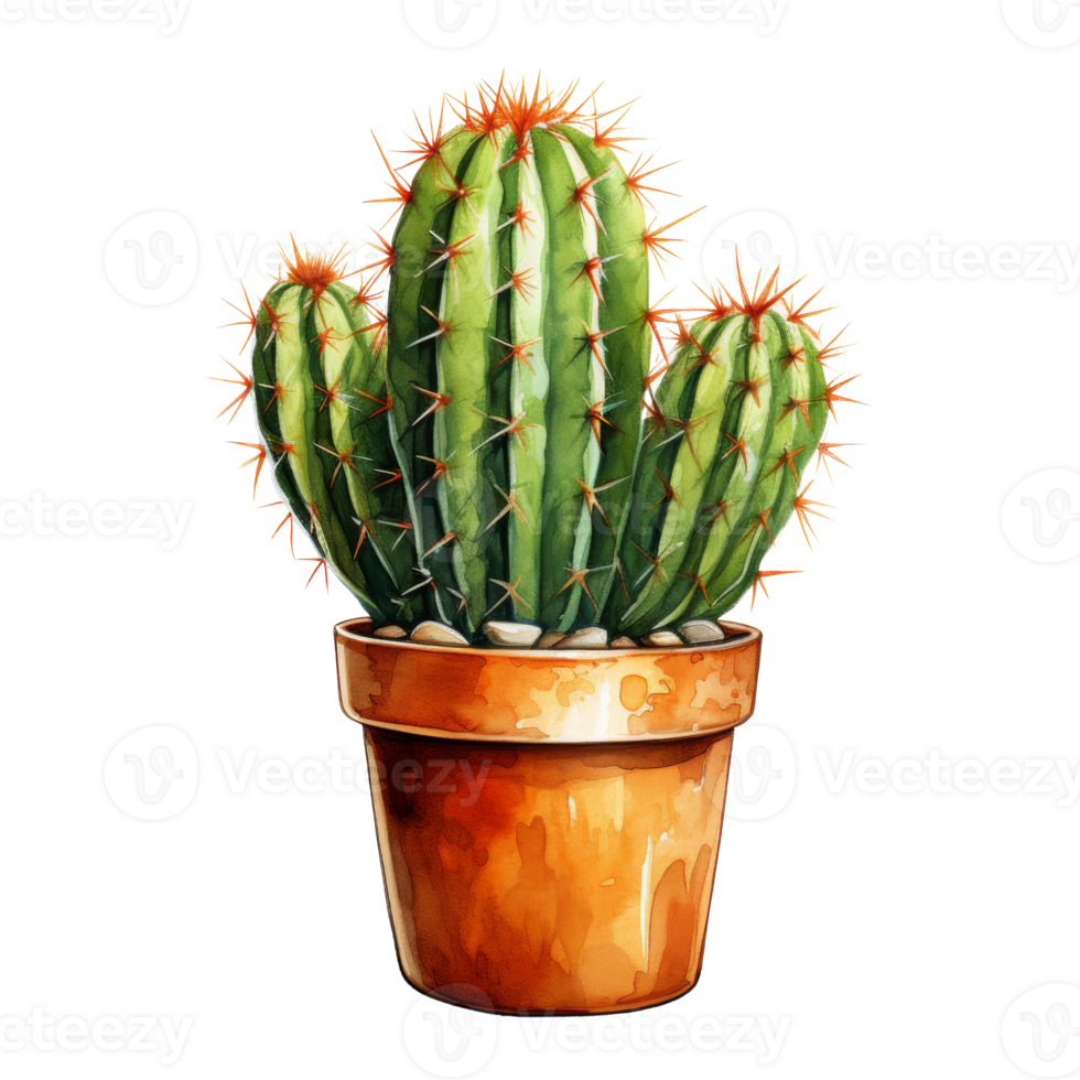 Cacti for Home and Garden png