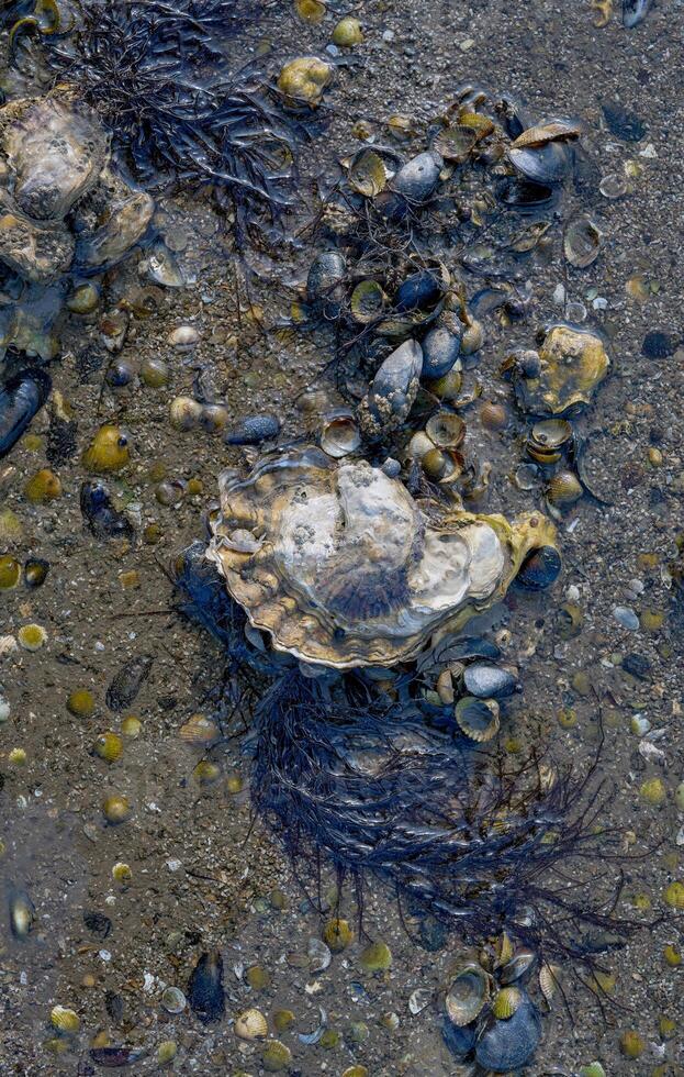 Oyster Shell and Mussels during low tide in North Sea,Wattenmeer National Park,Germany photo