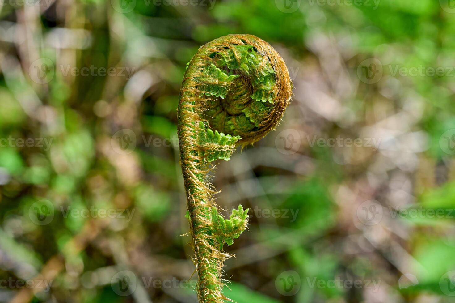 bud of fern in Forest,lower Rhine region,Germany photo
