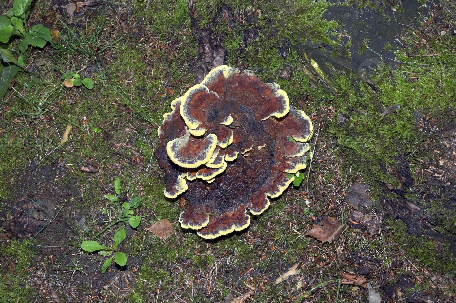 Velvet Top Fungus resp.Phaeolus spadiceus in Forest,Rhineland,Germany photo