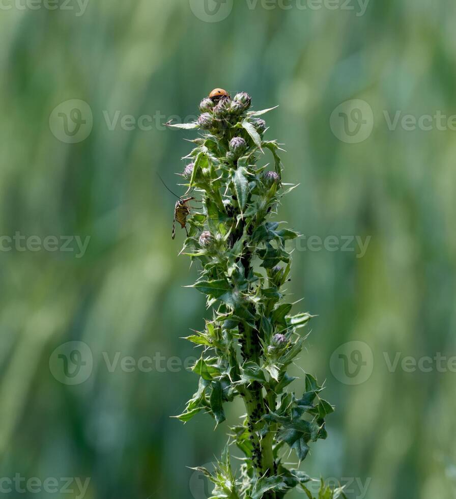 creeping thistle resp.Cirsium arvense with insects--Scorpion fly resp.Panorpa communis and Black bean aphids resp Aphis fabae--on field in lower Rhine region,Germany photo