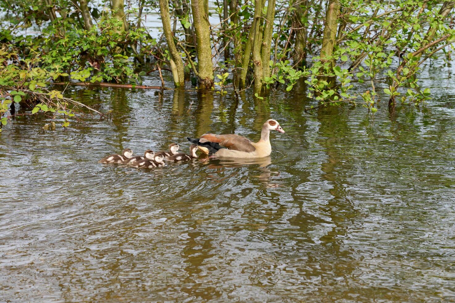 Nile Goose with Goslings resp.Alopochen aegyptiaca in lower Rhine region,Germany photo