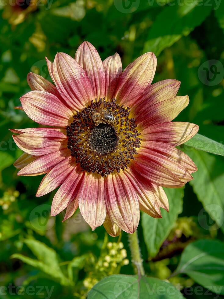 red sunflower resp.Helianthus annuus in Rhineland,Germanxy photo