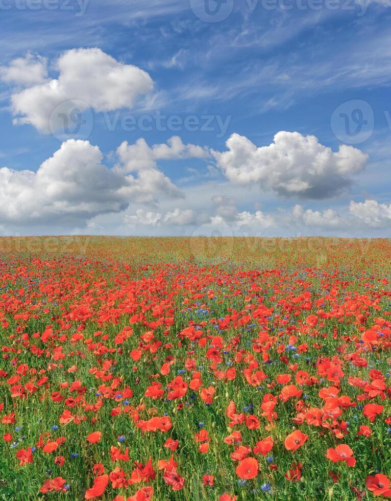 Poppy Field in Moenchgut Nature reserve,Ruegen Island,baltic Sea,Mecklenburg-Vorpommern,Germany photo