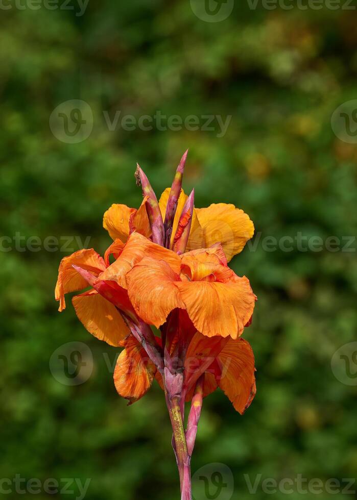 Indian Shot resp.Canna indica in public Park,Duesseldorf,Rhineland,Germany photo