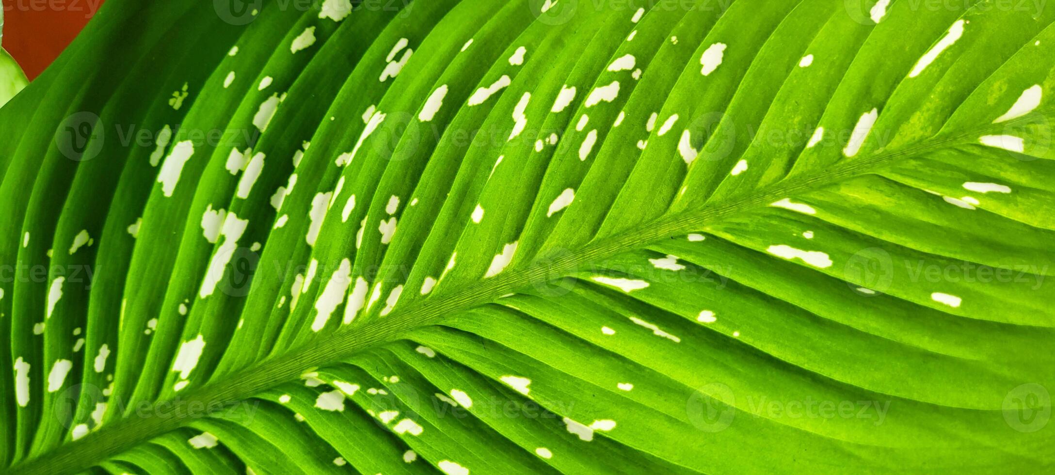 tropical plant with green leaves photo