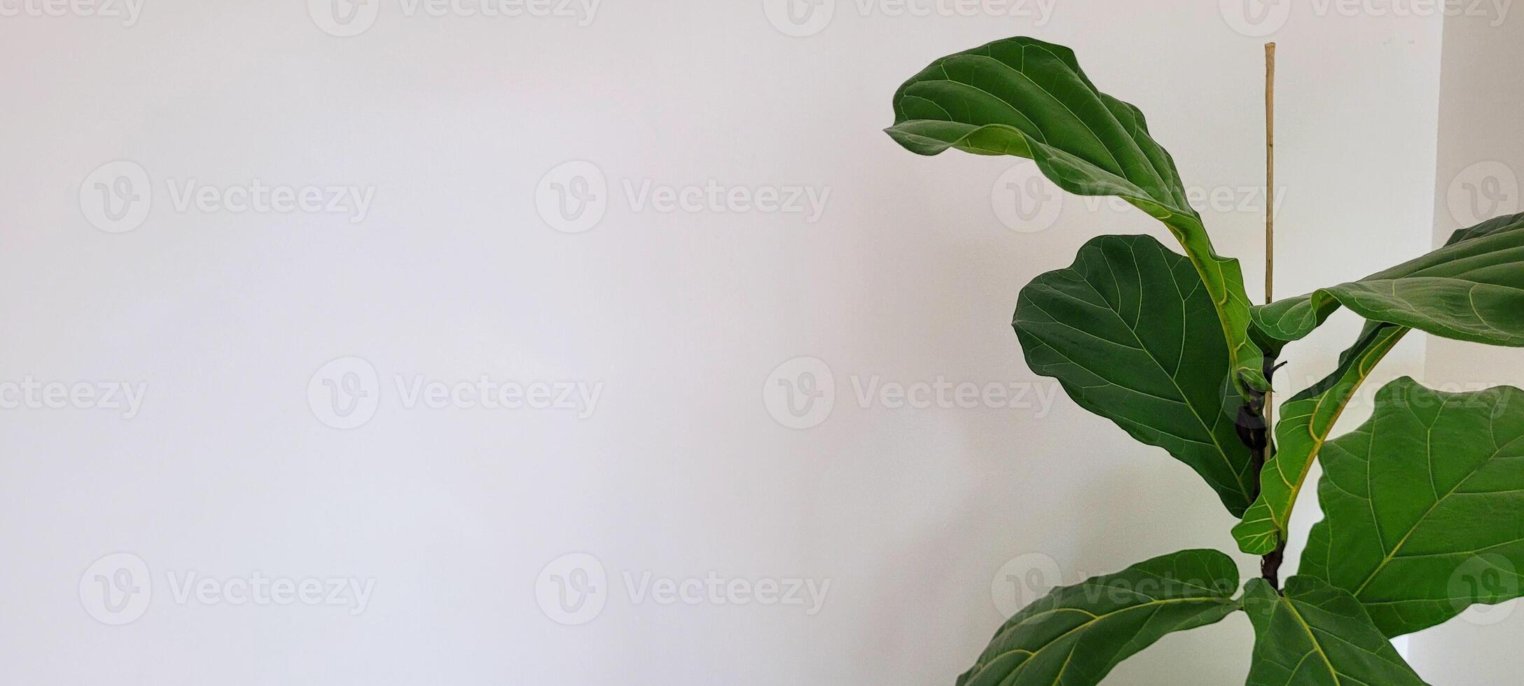 tropical plant with green leaves photo