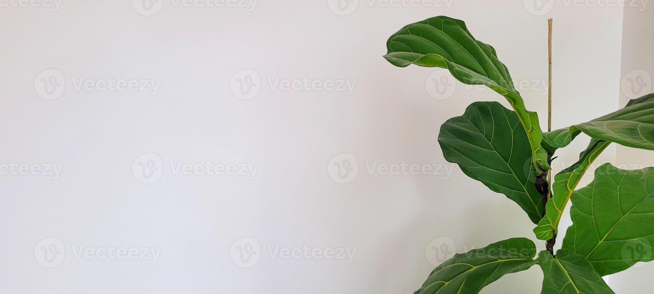 tropical plant with green leaves photo