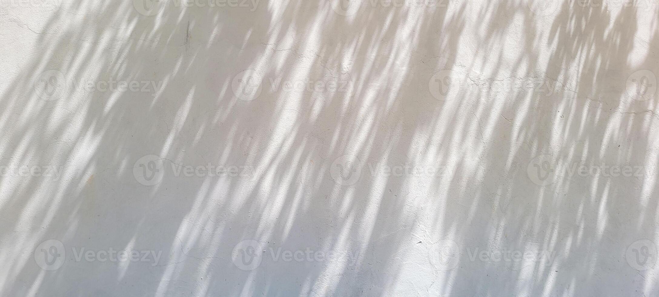 white wall textured background with leaf shadows and tree branches photo