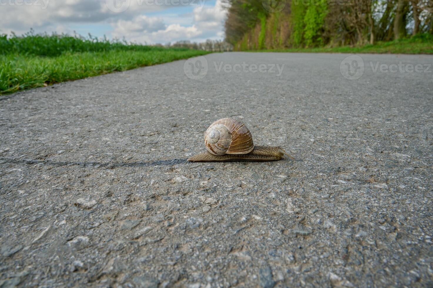 romano caracol o borgoña caracol resp.hélice Pomatia en recorrido, inferior rin región, alemania foto