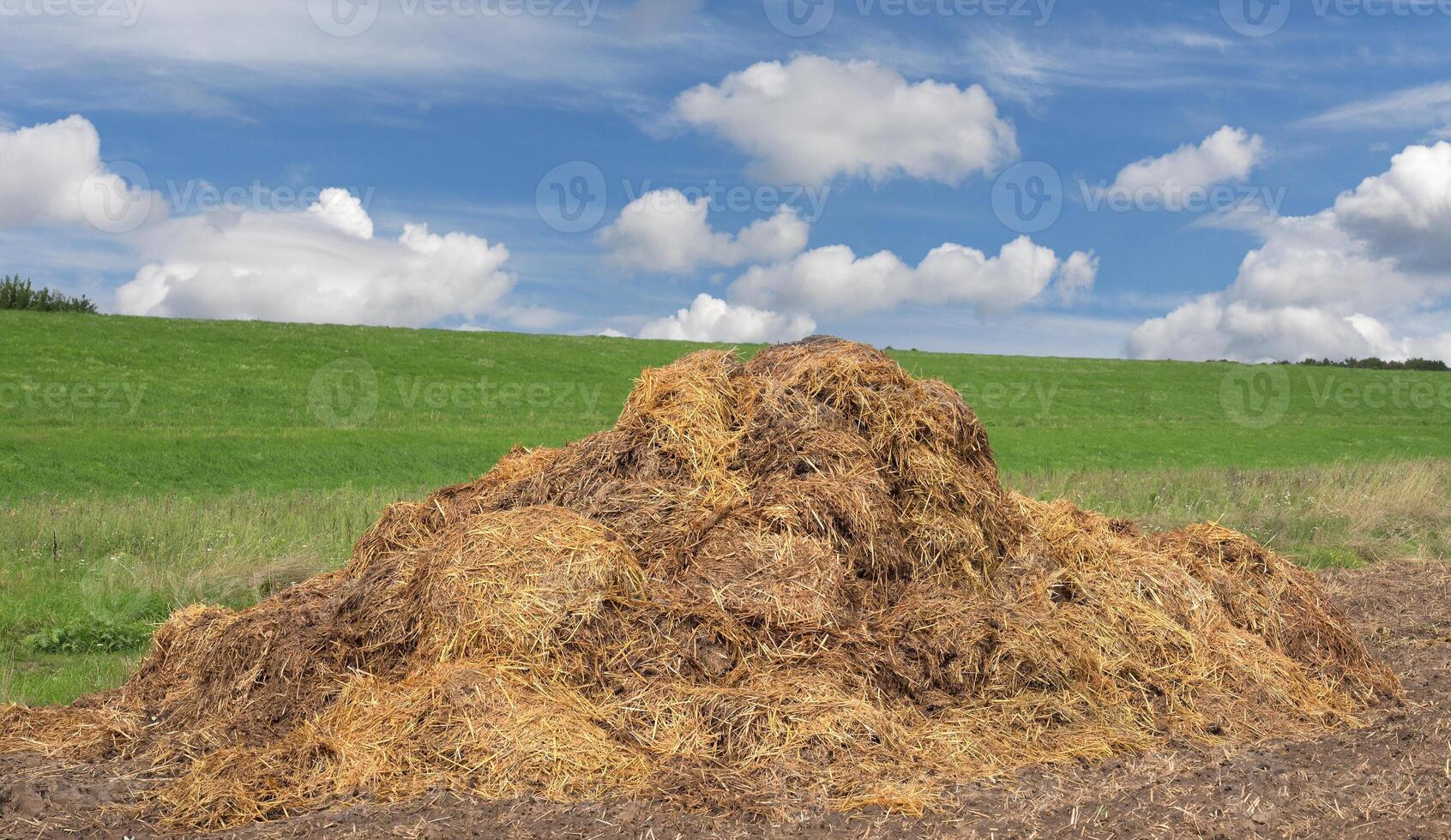 dung heap on field,lower Rhine region,Germany photo