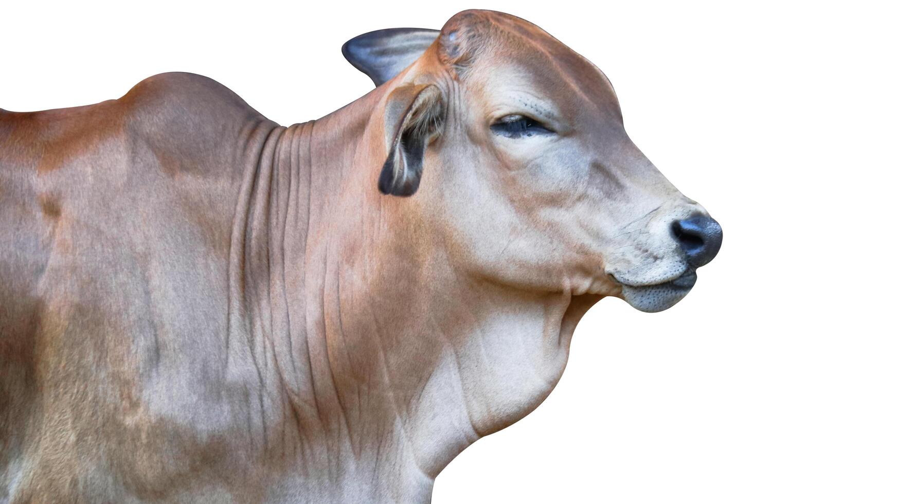 Isolated with clipping paths a red baby cow photo