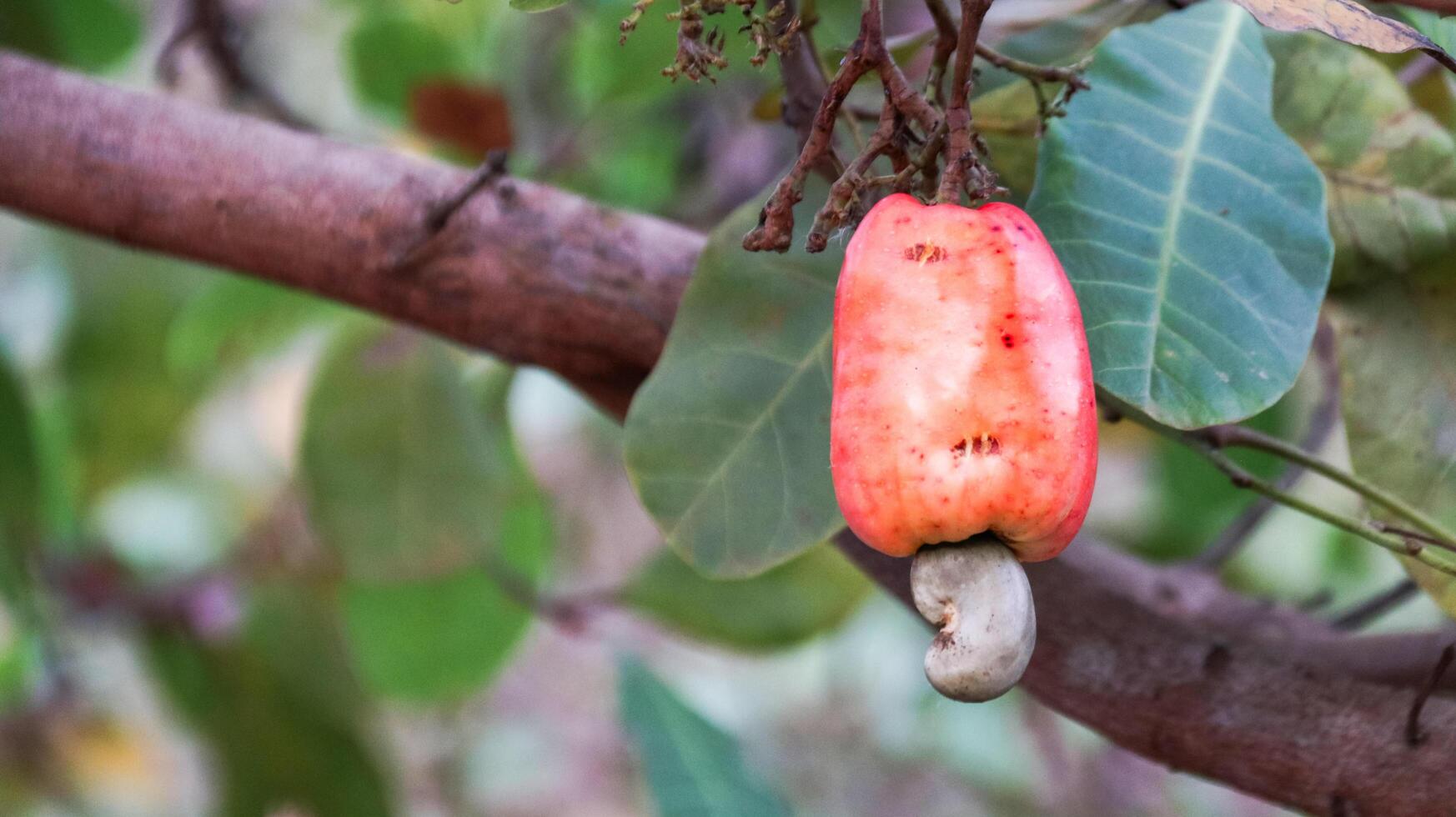 Flawed cashew nut fruits with scars and marks which were caused by disease and lack of fertilizer and water photo