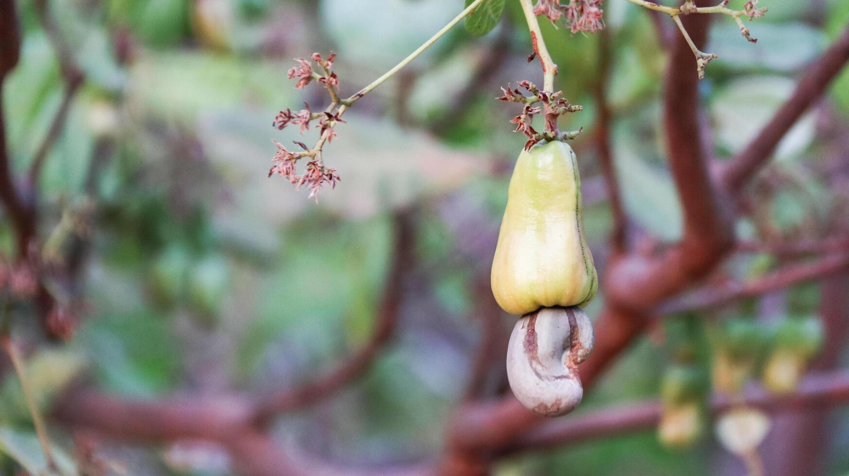 Flawed cashew nut fruits with scars and marks which were caused by disease and lack of fertilizer and water photo