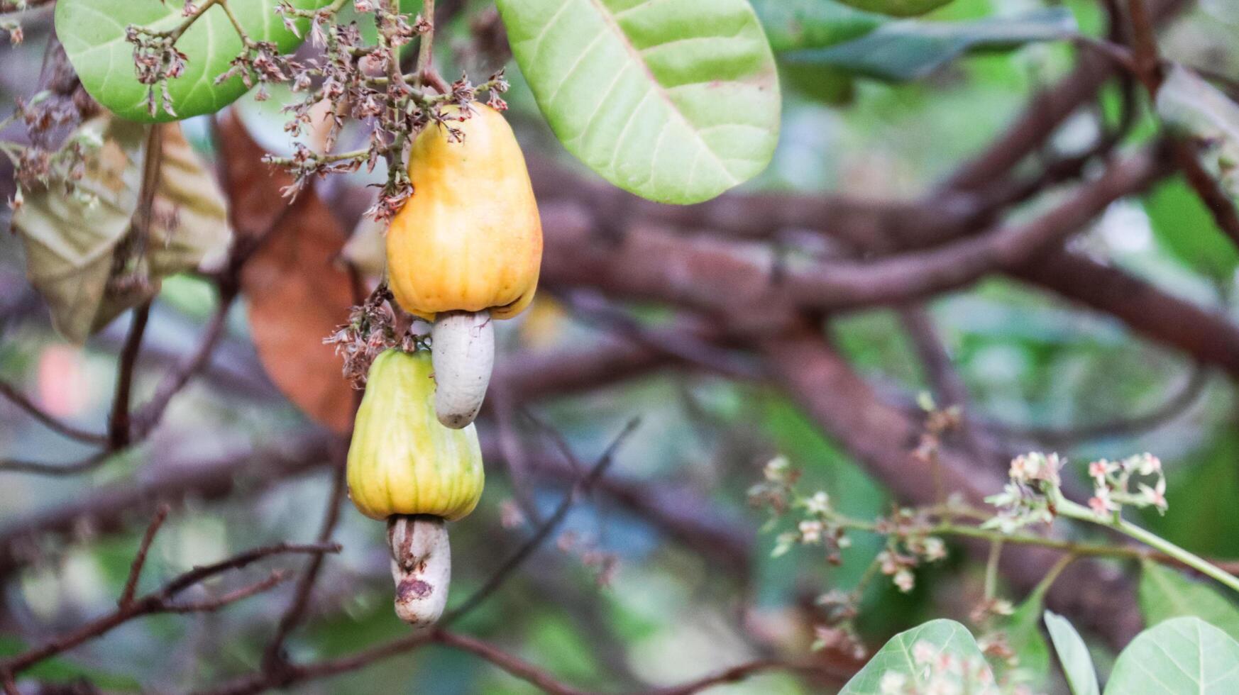 Flawed cashew nut fruits with scars and marks which were caused by disease and lack of fertilizer and water photo