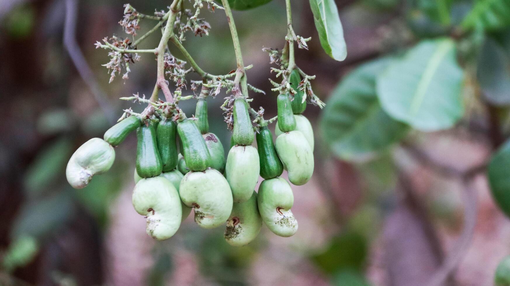 Flawed cashew nut fruits with scars and marks which were caused by disease and lack of fertilizer and water photo