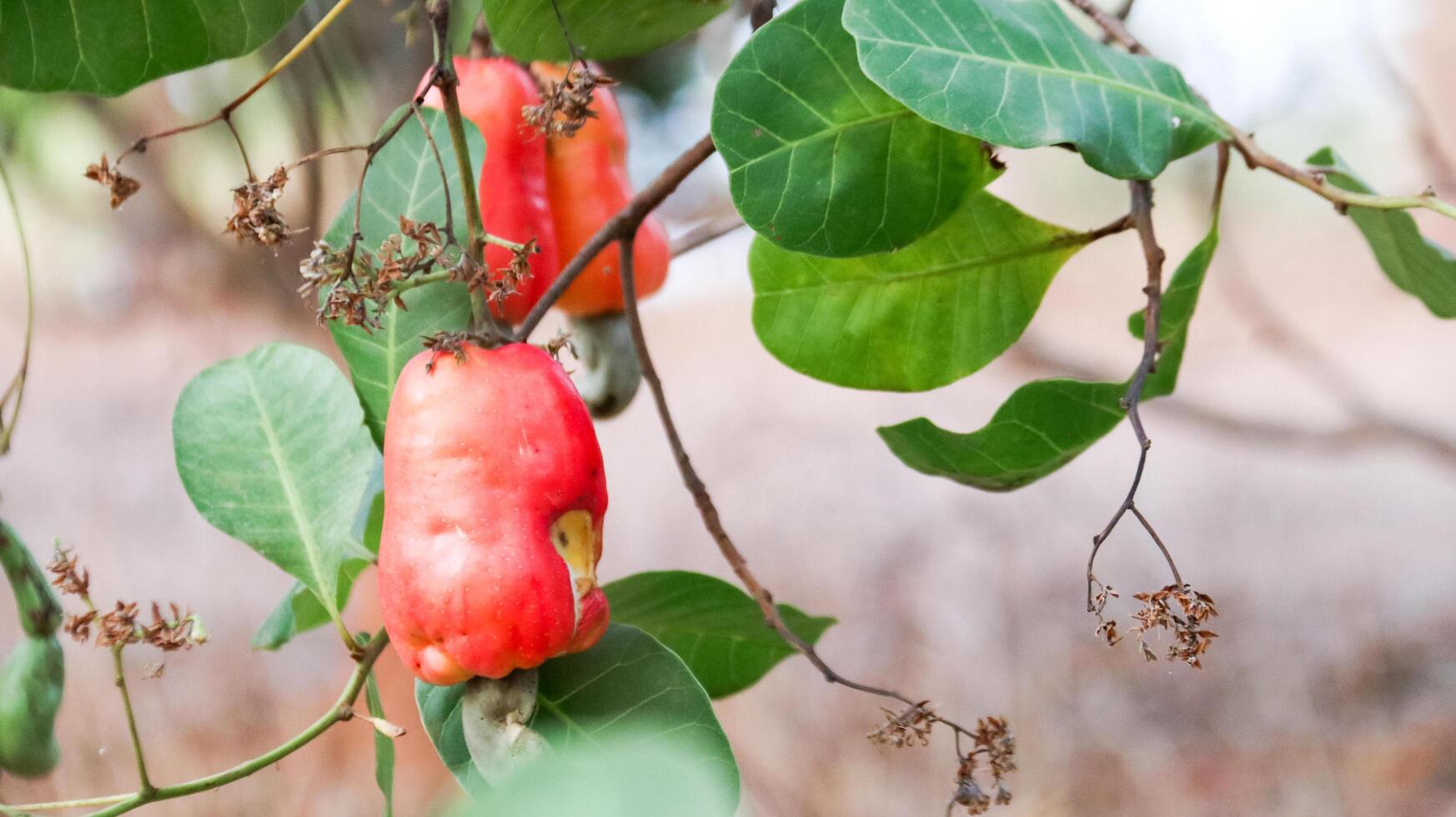 Flawed cashew nut fruits with scars and marks which were caused by disease and lack of fertilizer and water photo