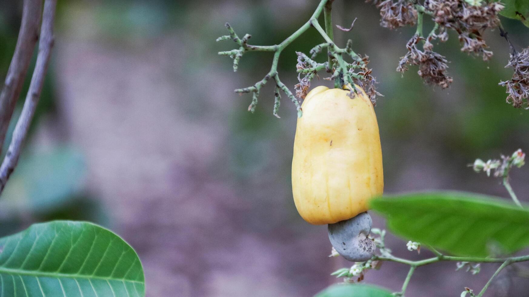 Flawed cashew nut fruits with scars and marks which were caused by disease and lack of fertilizer and water photo