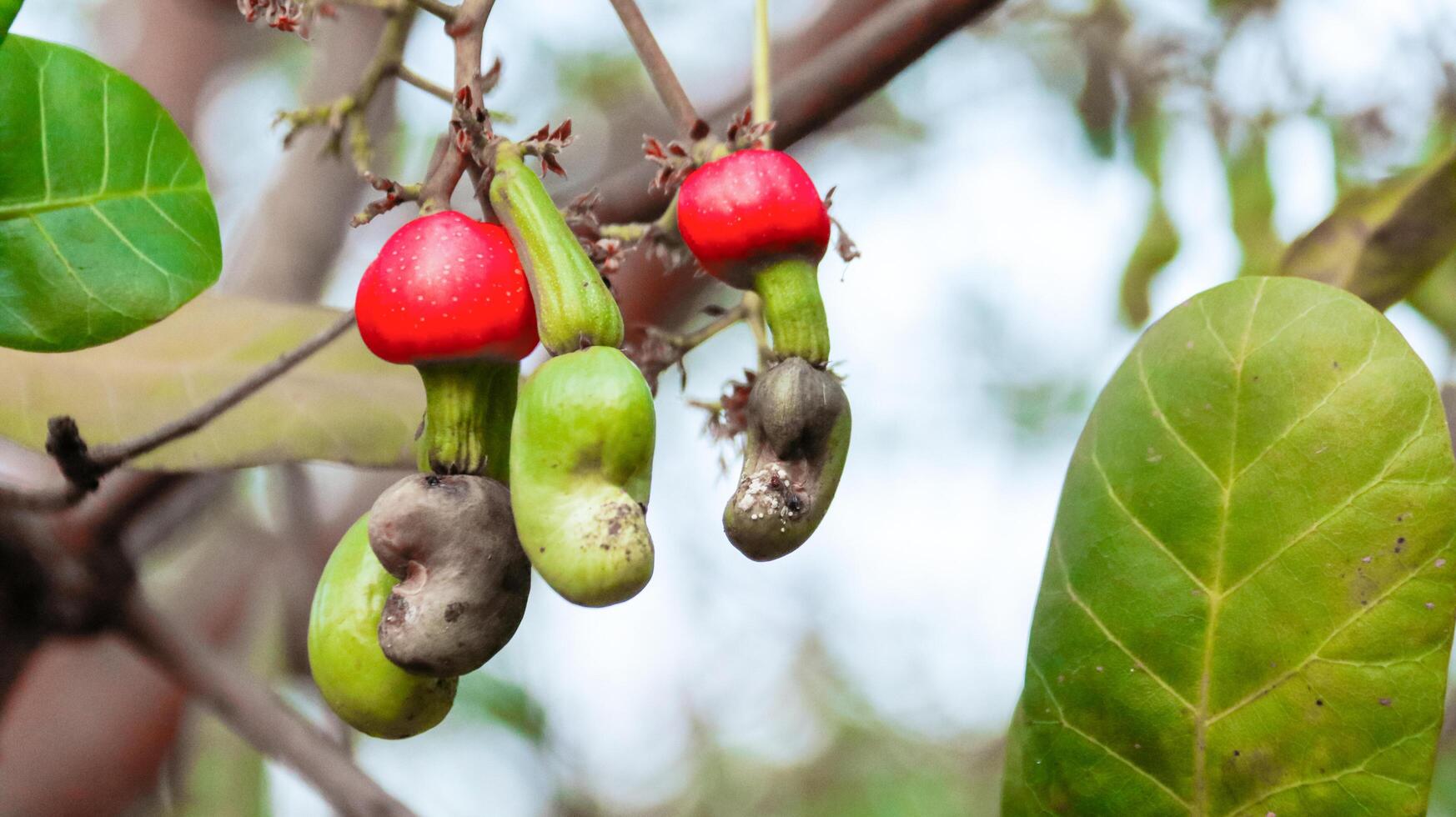 Flawed cashew nut fruits with scars and marks which were caused by disease and lack of fertilizer and water photo