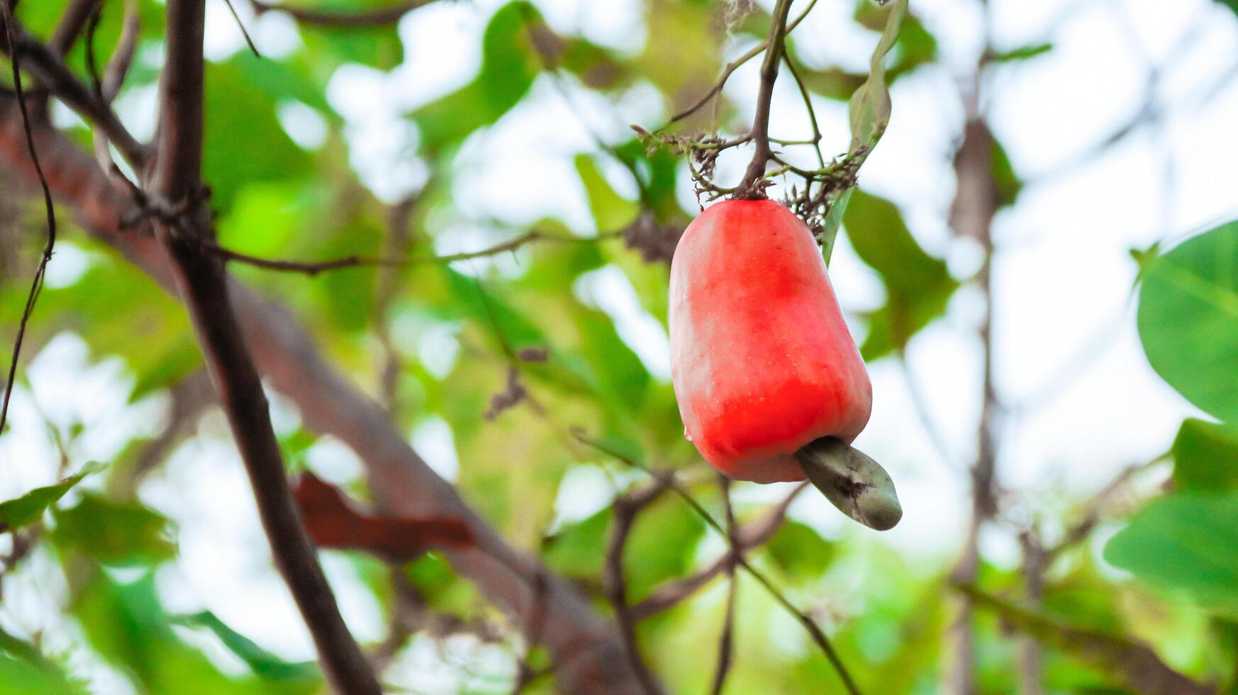 Flawed cashew nut fruits with scars and marks which were caused by disease and lack of fertilizer and water photo