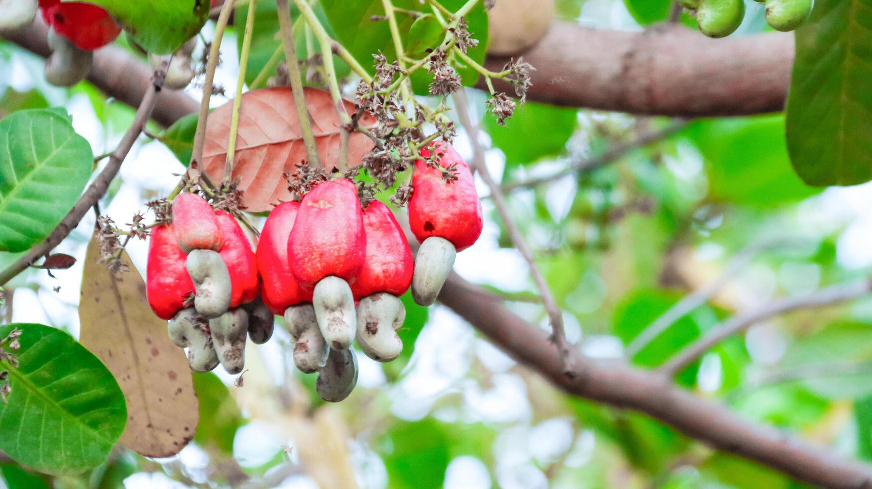 Flawed cashew nut fruits with scars and marks which were caused by disease and lack of fertilizer and water photo