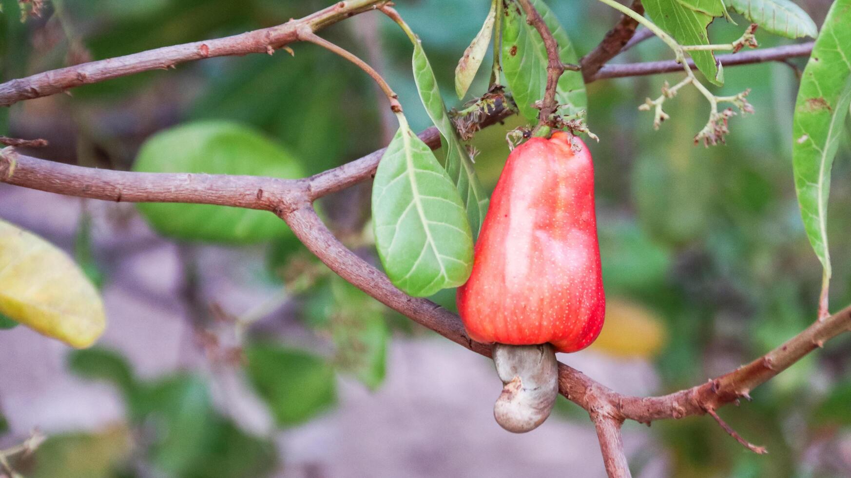 Flawed cashew nut fruits with scars and marks which were caused by disease and lack of fertilizer and water photo