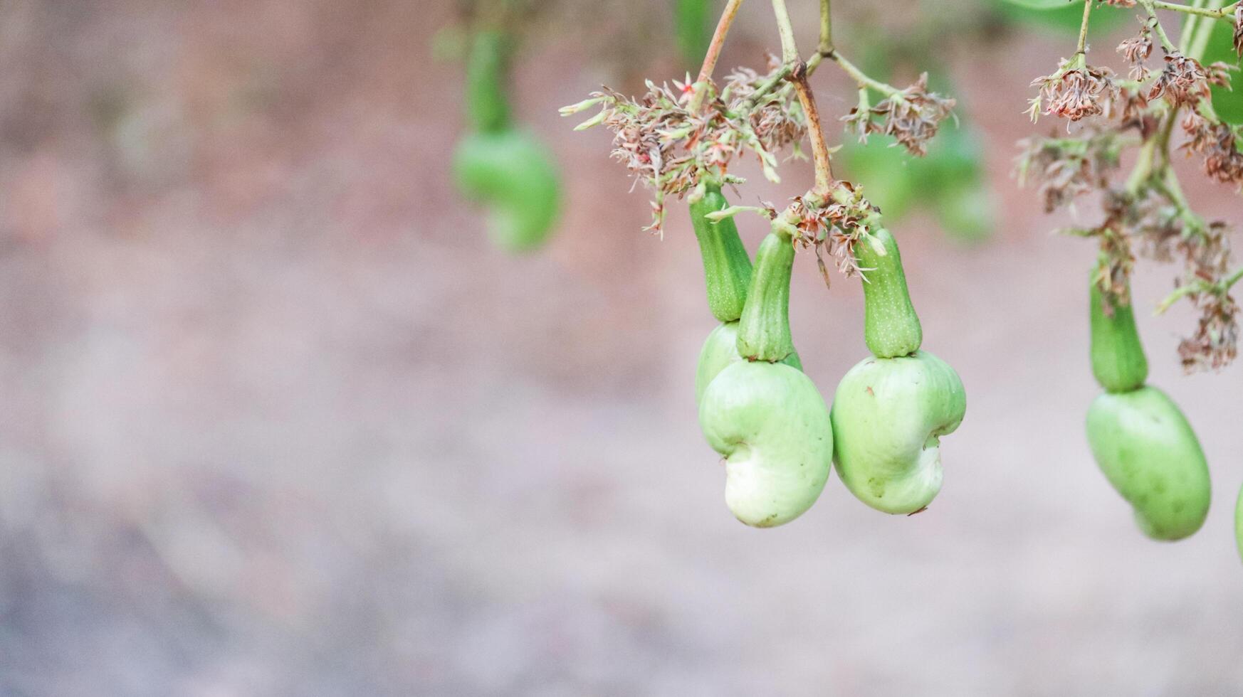 Flawed cashew nut fruits with scars and marks which were caused by disease and lack of fertilizer and water photo