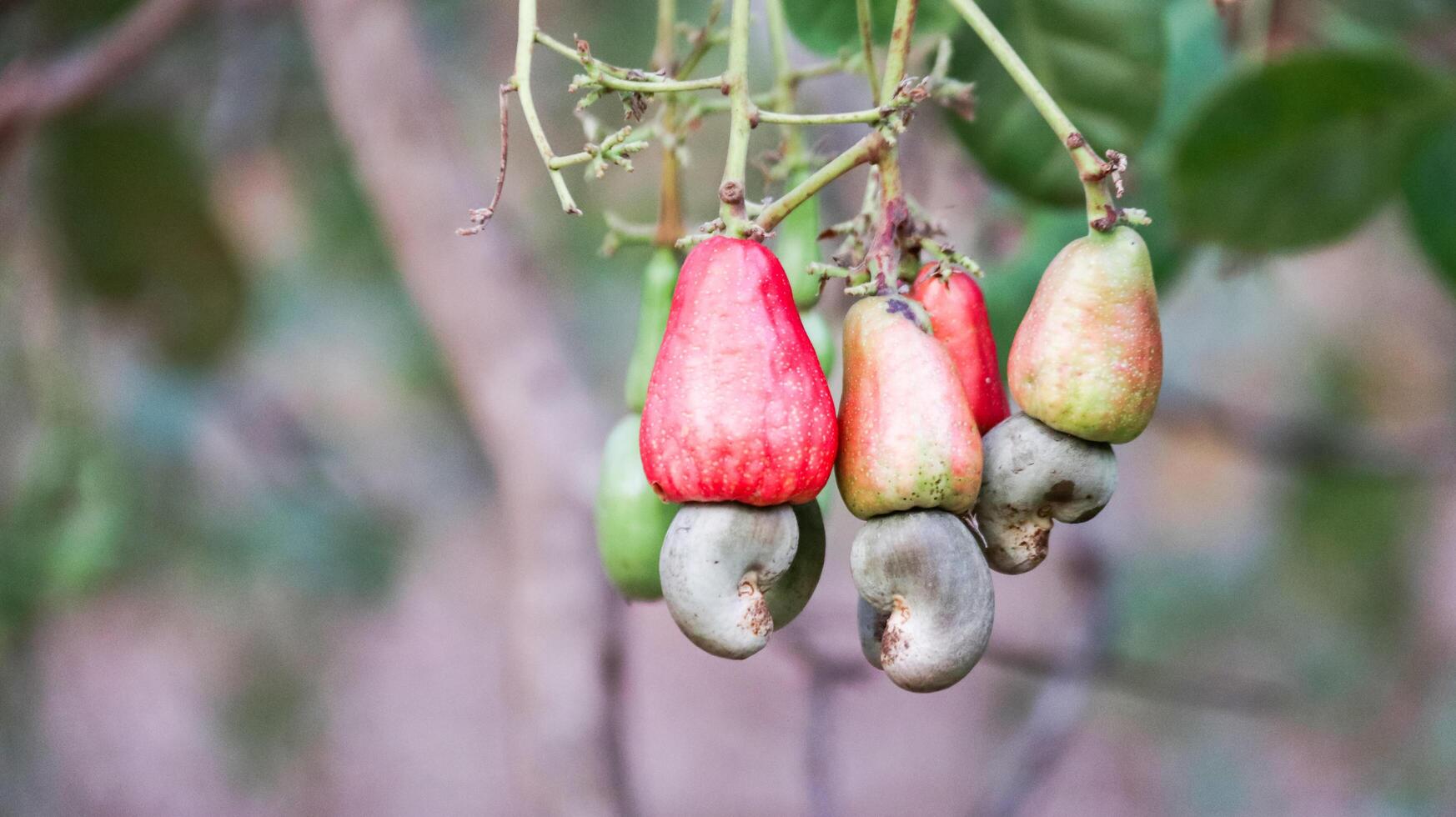 Flawed cashew nut fruits with scars and marks which were caused by disease and lack of fertilizer and water photo