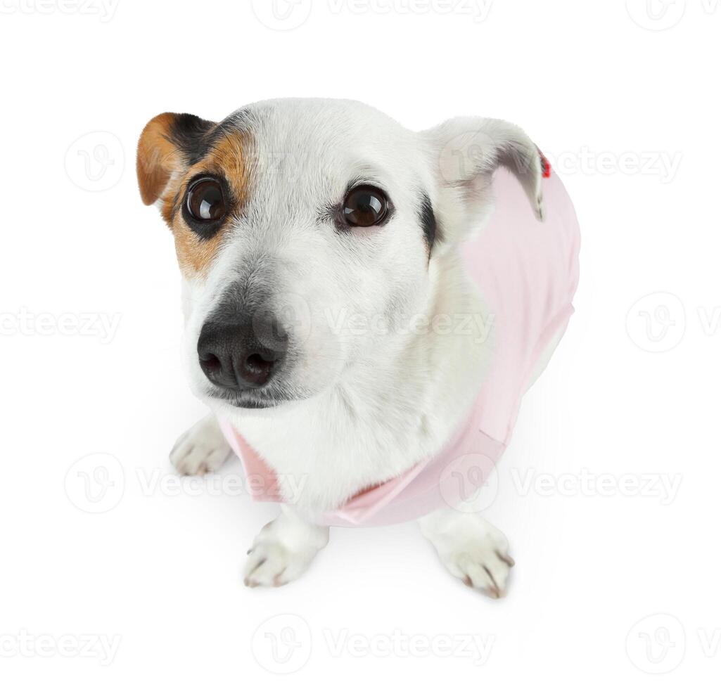 Young Jack Russel with pink dress photo