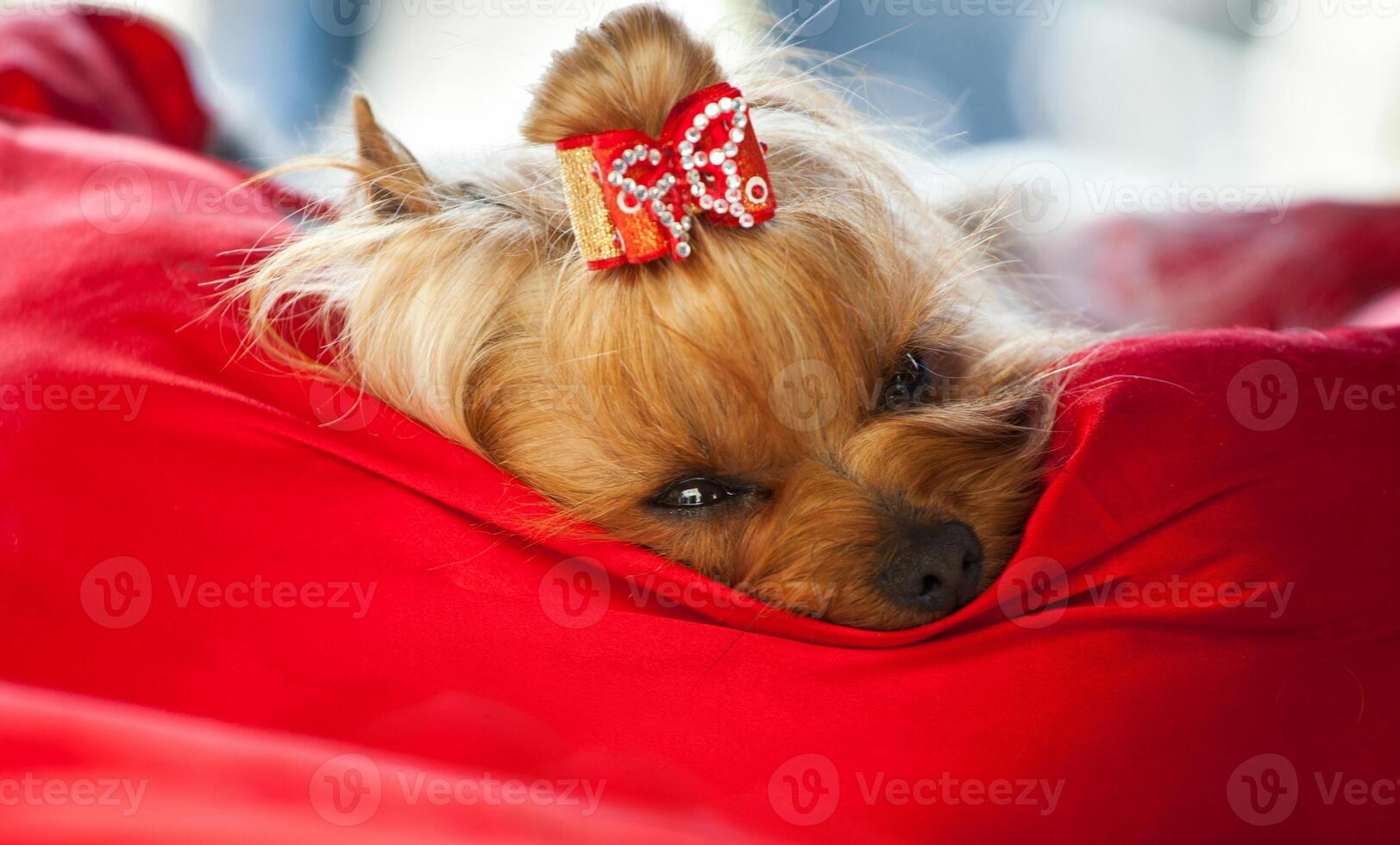 Yorkshire dog relaxing after beauty treatment. photo