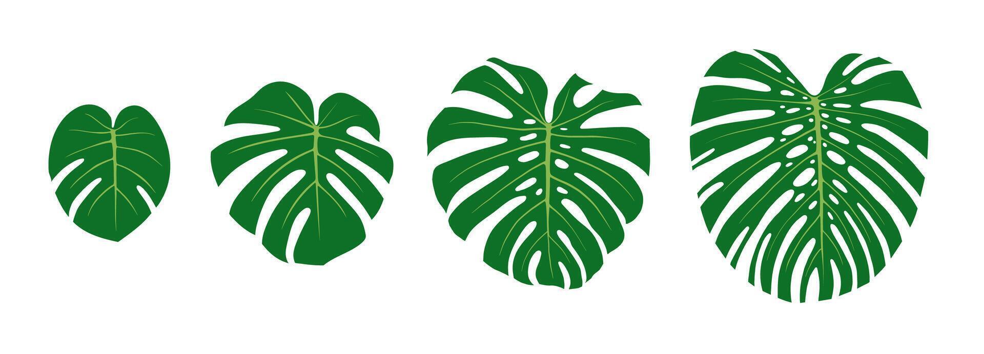 Monstera leaf growth stages. Flat color illustration isolated on white background. vector