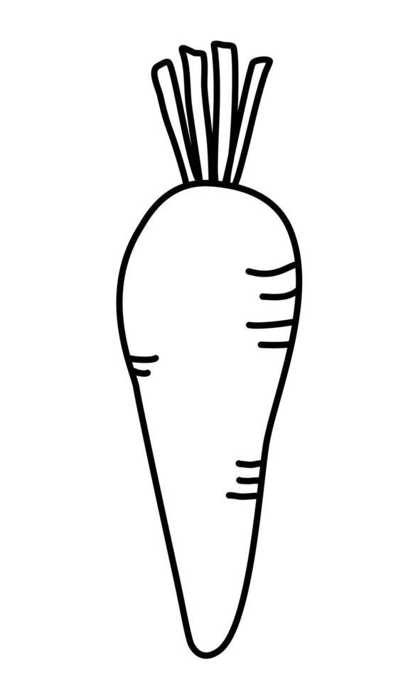 Cartoon style carrot. Ripe carrot. Vitamin vegetable. Organic food. Orange carrots. illustration isolated on a white background. vector