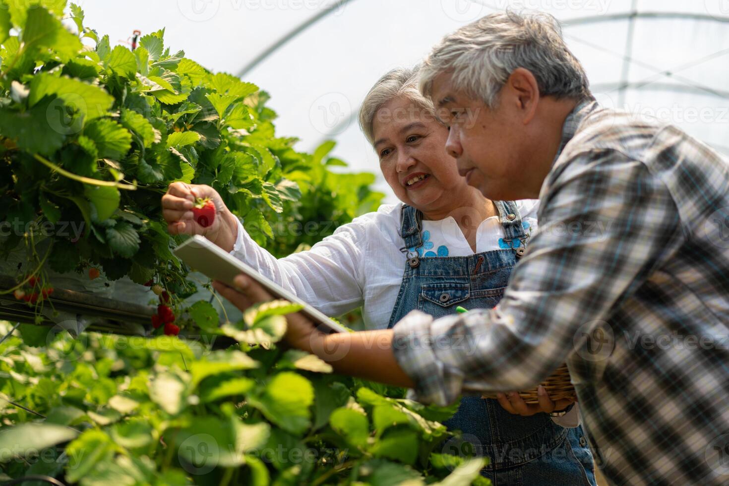 Happy cute couple Asian couple senior farmer working on an organic strawberry farm and harvest picking strawberries. Farm organic fresh harvested strawberry and Agriculture industry. photo